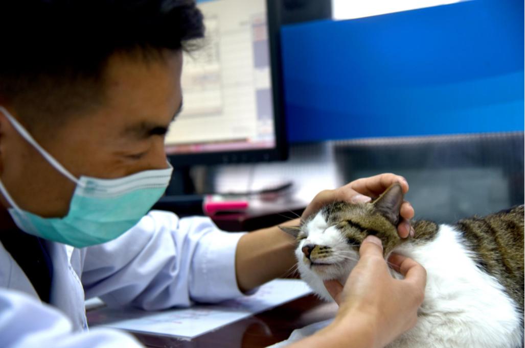 走进学者型院长的思维花园  专访明安星动物医院院长刘德