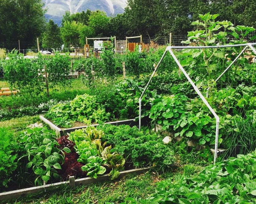 农村五亩地怎样利用赚钱,土地怎样利用赚钱