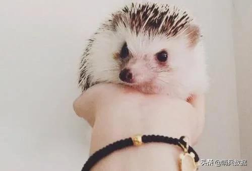 全球十大最小的宠物,全球10大最小宠物小巧可随身携带