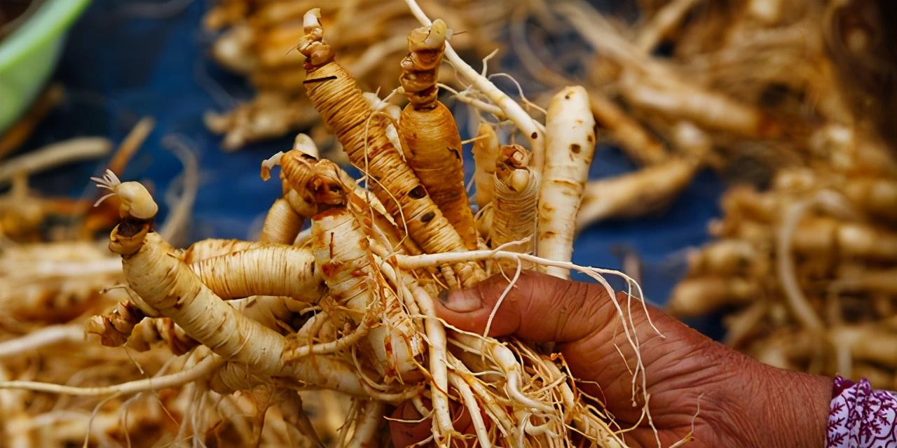 高丽参和人参区别价格,为什么东北人参卖不过高丽参