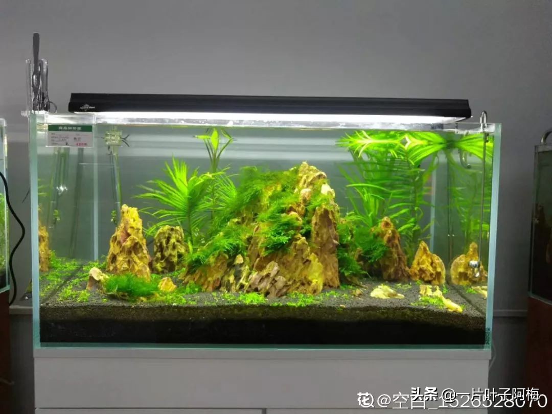 鱼缸不一定只能养鱼，养不活的花丢鱼缸里，沾水立马就疯长