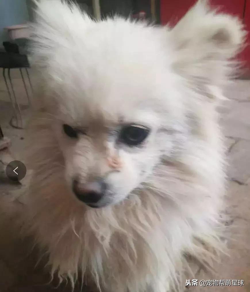 博美小狗被打视频,人们暴打博美犬