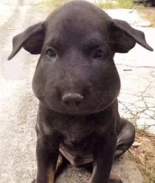 老是被蜜蜂蛰的狗狗怎么办,盘点狗狗被蜜蜂蛰的名场面