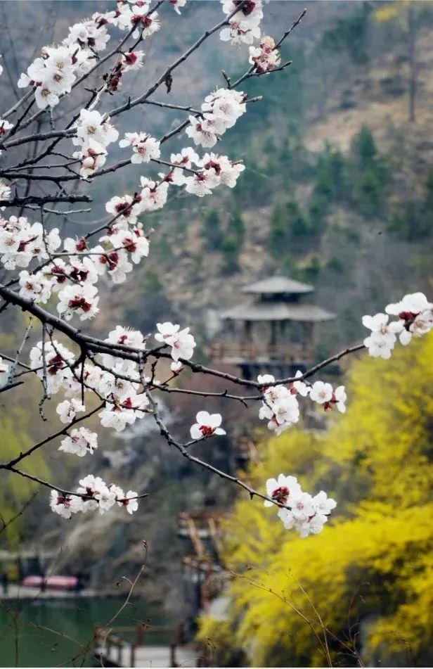 济南3月免费赏花攻略,花都开了济南周边赏花攻略收好