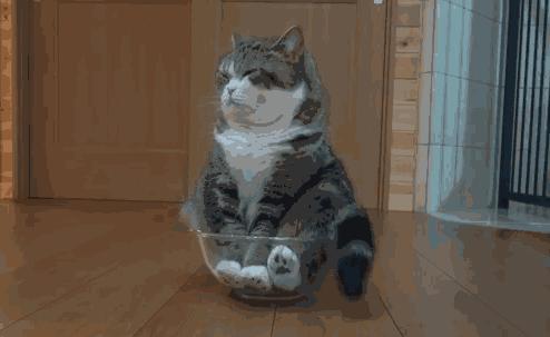 猫拉屎特别臭怎么回事,猫拉屎一直很臭什么原因