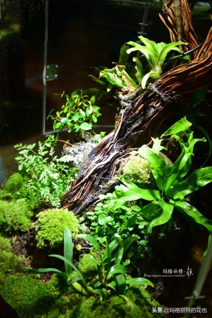 雨林缸可以养的蜥蜴,鱼缸改造封闭式雨林缸养蜥蜴