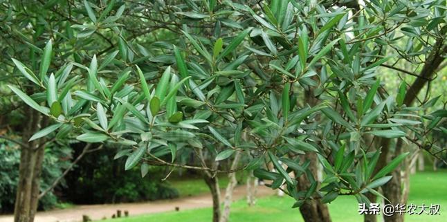 小叶油橄榄与大叶油橄榄的区别,橄榄油的橄榄跟普通橄榄区别
