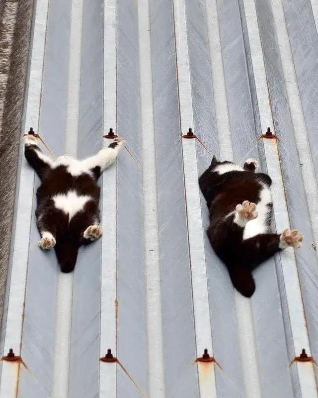 猫咪在屋顶视频,猫咪在屋顶的视频