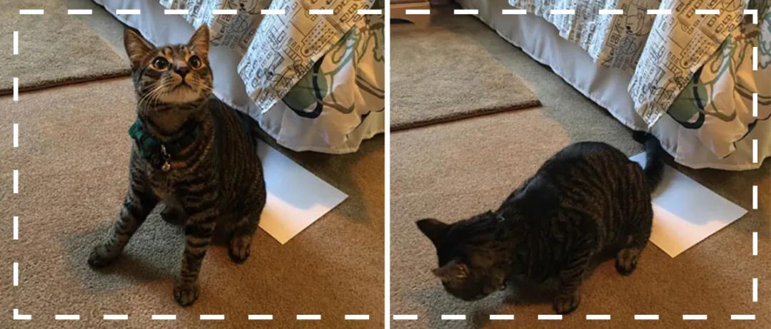 猫咪的菊花是否触碰到了家里的任一角落？一名小学生对此做了研究