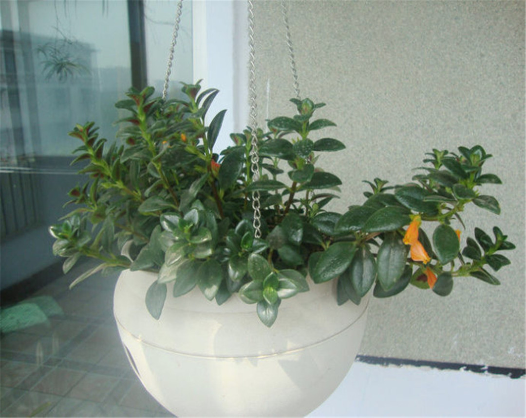 金鱼吊兰的养殖方法每日分享,小金鱼吊兰的养殖方法和注意事项