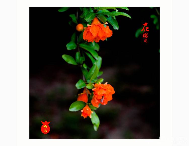 石榴花古诗词唯美,石榴花古诗词