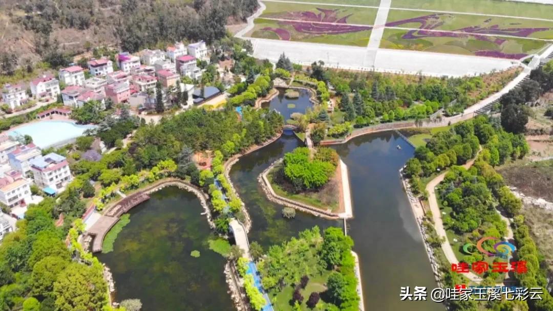 睡莲花开冬天,夏天睡莲开花了