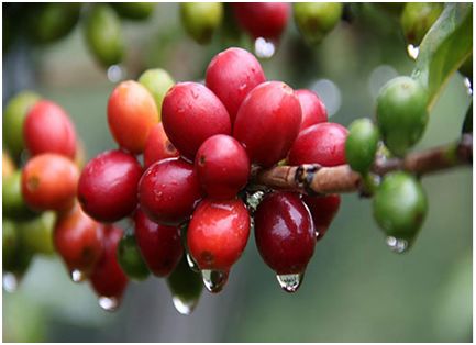 城市调性ￜ经常喝星巴克，你关注过它背后怎么折腾咖啡豆的吗？