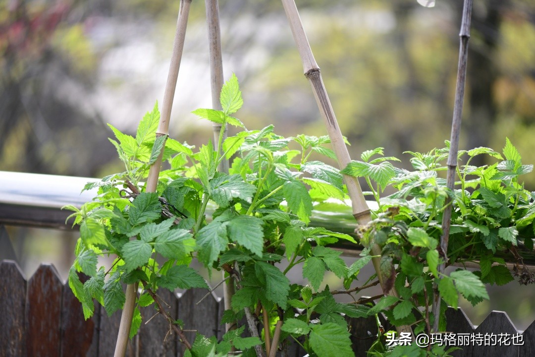 花园里种树莓吗,树莓在庭院里如何种植