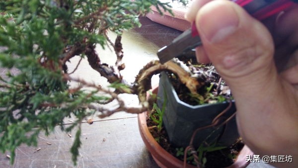 真柏舍利盆景制作图片,真柏舍利盆景造型图片