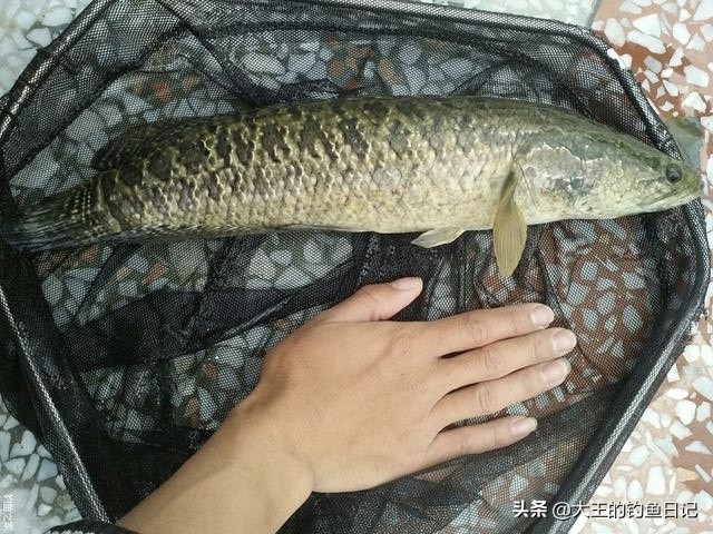 被称“孝鱼”，却是“虎毒食子”！分享4招，擒获水中霸主