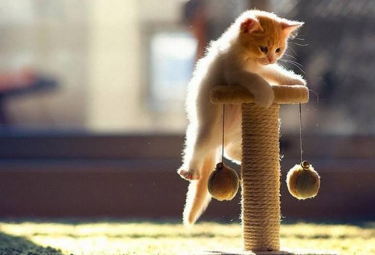 怎么调整猫咪的生物钟 (猫生物钟)