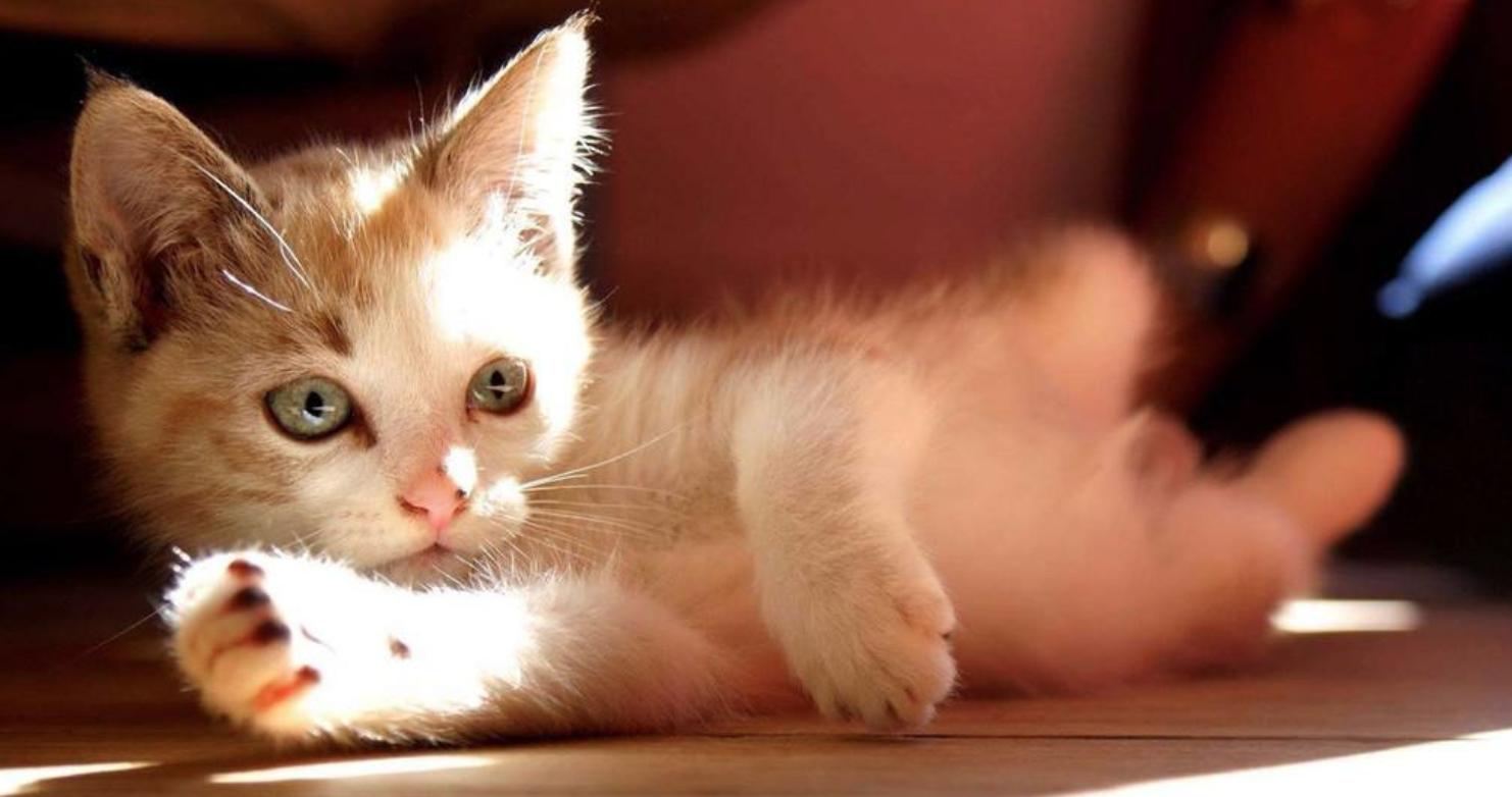 养宠小知识小猫咪能吃什么,养宠小知识猫咪