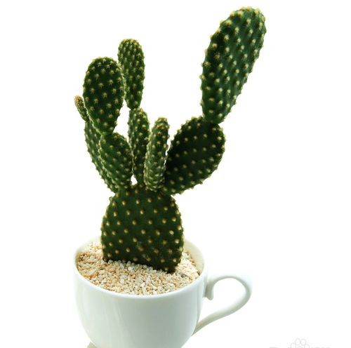 我喜爱的植物仙人掌三年级作文,我的植物朋友三年级作文仙人掌