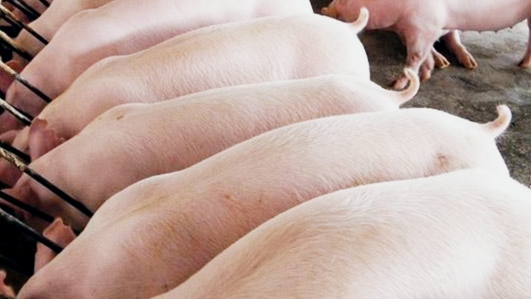 猪病诊断治疗教学,猪病防治重在保健