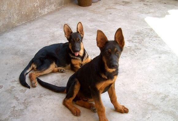 5大饲养禁忌,养犬的100个常见问题