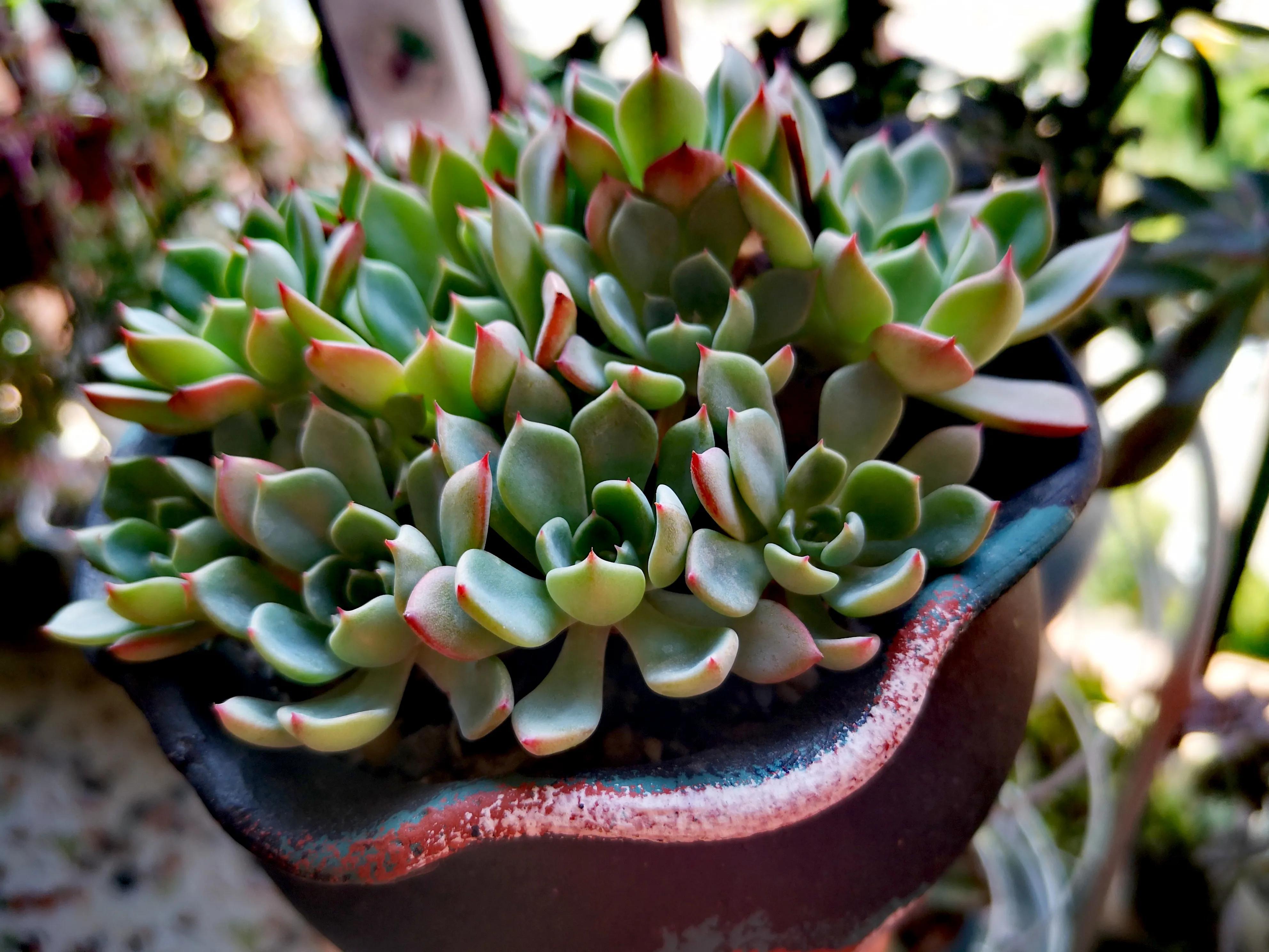 离家半个月叶插的多肉怎么办,离家一周的多肉