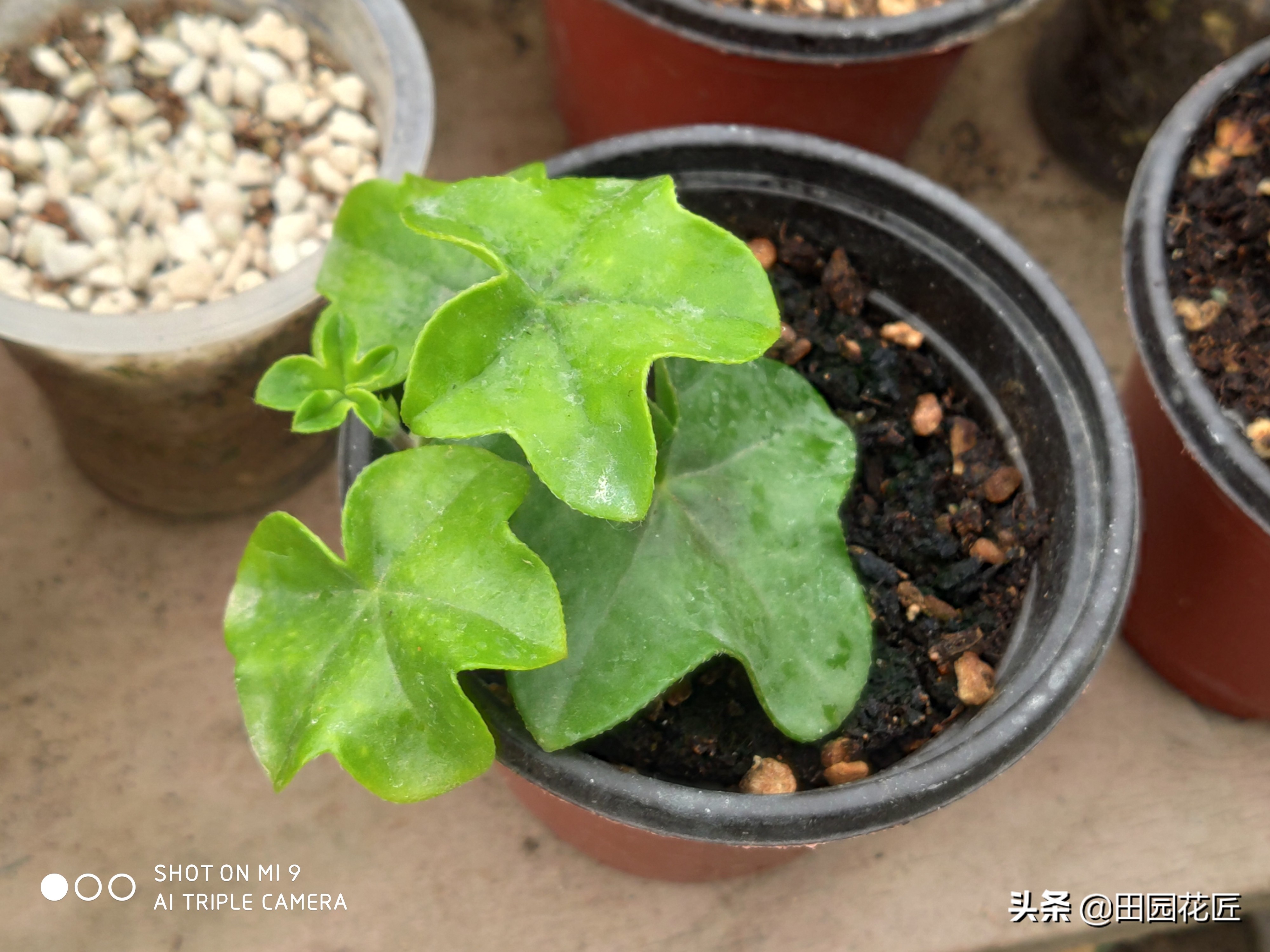 天竺葵黄叶知识,扦插天竺葵用什么药水防烂根