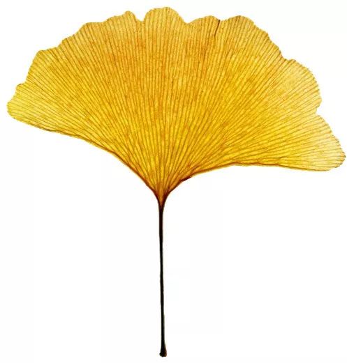 儿童时期的完美主义可能是强迫症的预兆