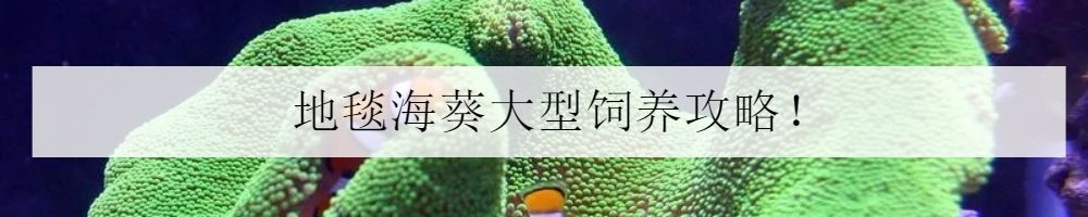 水族箱怎么增加酸度,海水鱼缸怎么配水