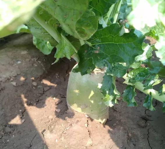 当潮汕话遇上雷州话,当潮汕话遇上日语粤语普通话