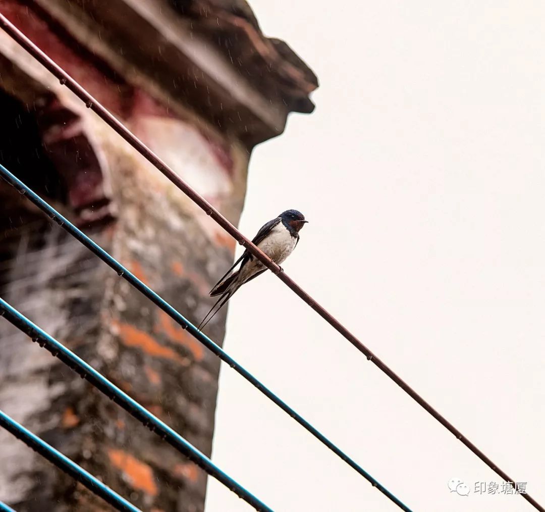 震撼心灵的大片！带你穿越百年塘厦，寻找塘厦历史传承的文化密码！
