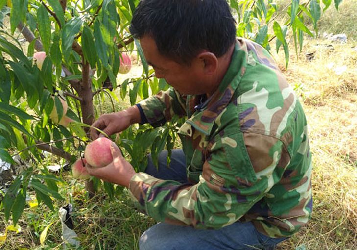 金秋红蜜桃打破吉尼斯世界纪录,金秋红蜜吉尼斯世界纪录