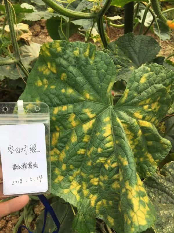 内吸传导，即刻见效：利民新品“速克优”全程防治作物病害！