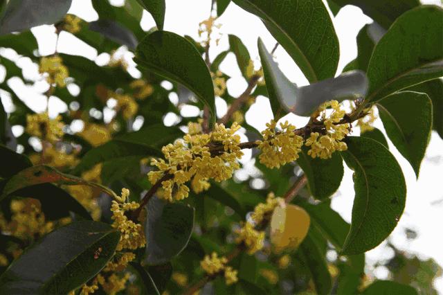 上海赏桂花好去处,江浙沪赏桂哪里去