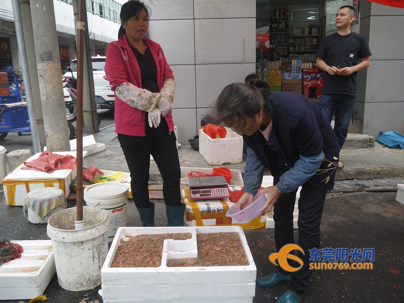 东莞“天价”虫子上市样子丑却是抢手宝