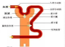 人体的尿液是怎么产生的,喝大量水后多久形成尿