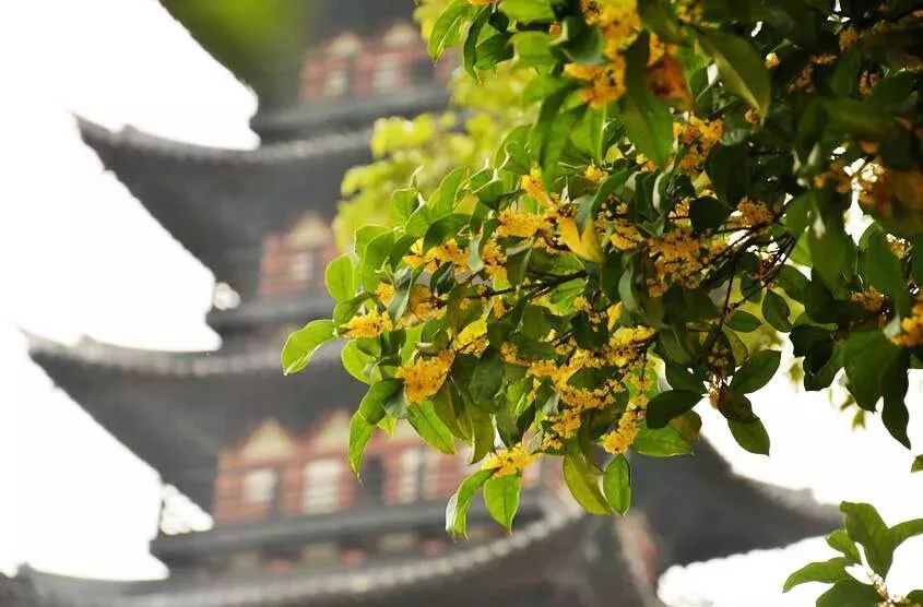 上海赏桂花好去处,江浙沪赏桂哪里去