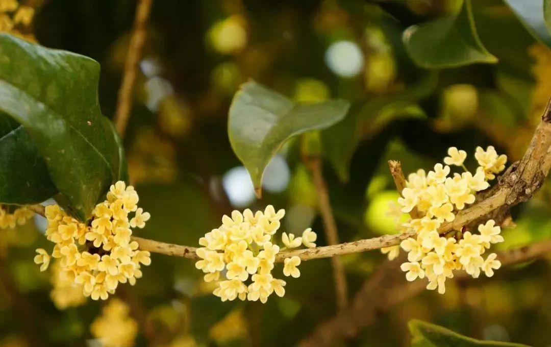 上海赏桂花好去处,江浙沪赏桂哪里去