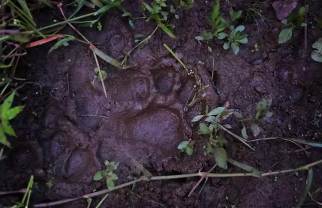致死十余人!悍虎食人成患民兵无奈使出绝招:CK男士香水