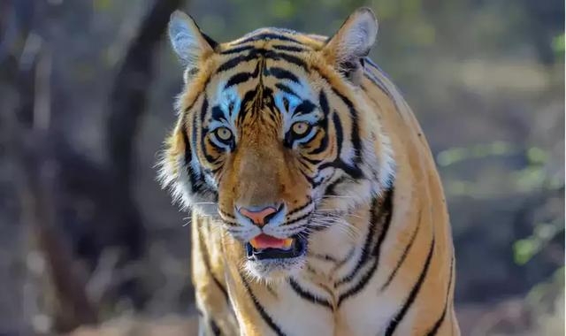 致死十余人!悍虎食人成患民兵无奈使出绝招:CK男士香水