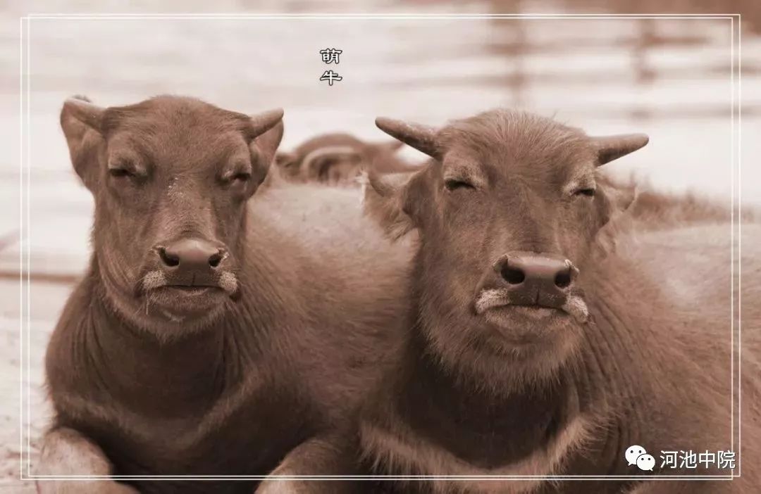 牛撞人责任划分,牛撞人谁的责任