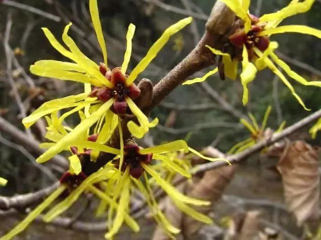 拼团｜富含金缕梅精华的爽肤水