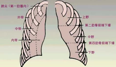 肺纹理增多与肺纹理重的区别,为什么正常胸片显示下肺纹理多