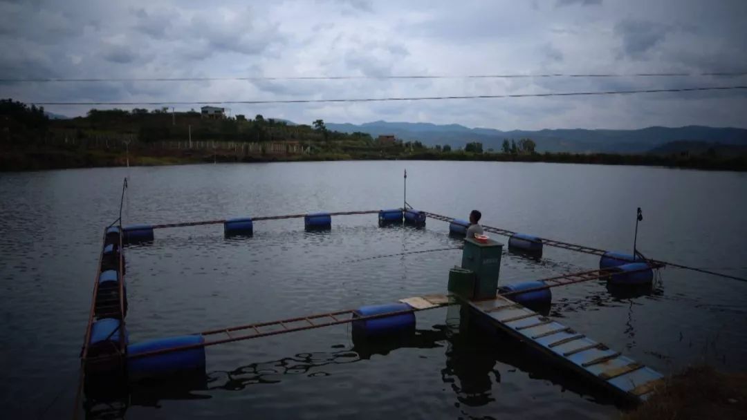 全面清理养殖网箱,水域取缔网箱养殖