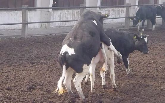 母牛一年一胎饲养管理方法,母牛怎么养能快产牛犊子