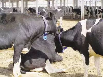 母牛一年一胎饲养管理方法,母牛怎么养能快产牛犊子