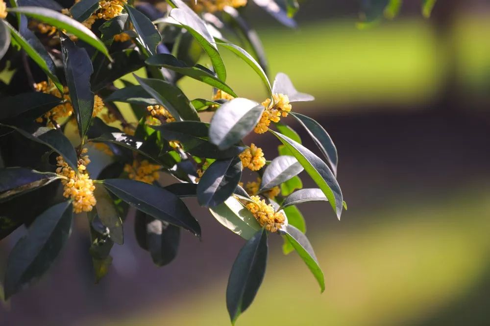 上海赏桂花好去处,江浙沪赏桂哪里去