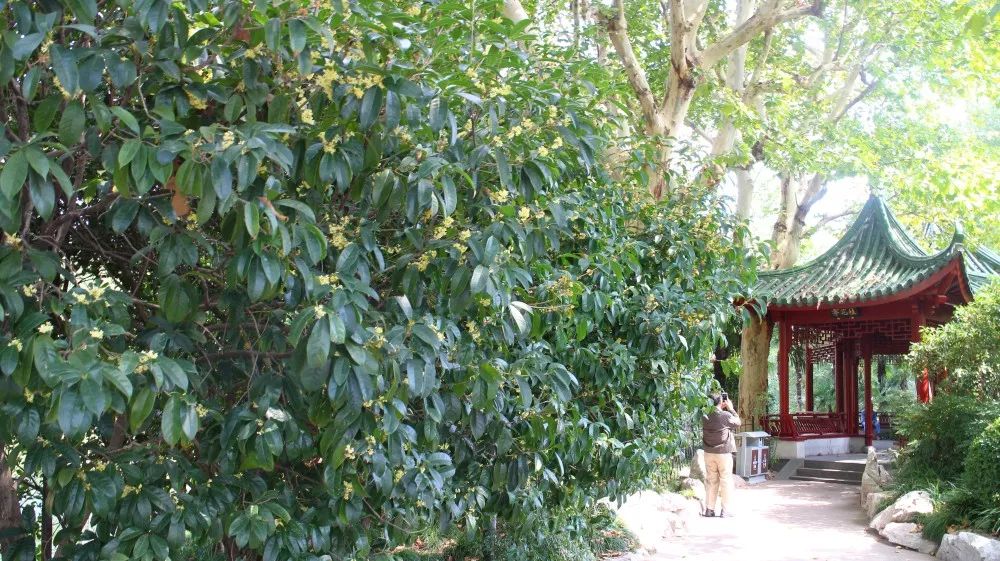 上海赏桂花好去处,江浙沪赏桂哪里去