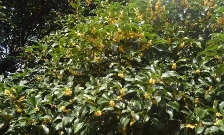 上海赏桂花好去处,江浙沪赏桂哪里去