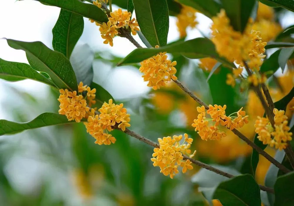 上海赏桂花好去处,江浙沪赏桂哪里去